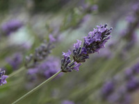 NCP_2013_07_18_2474a