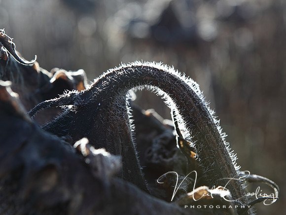 NCP_2013_09_29_3375a