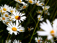 NCP_2013_06_09_2212a