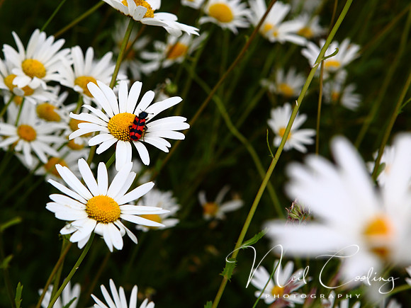 NCP_2013_06_09_2212a