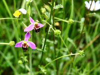 NCP_2013_06_09_2208a
