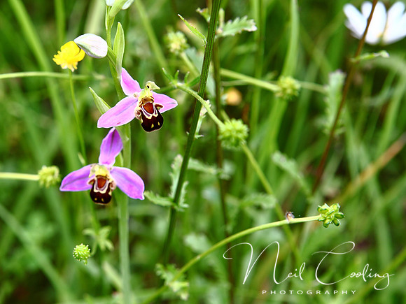 NCP_2013_06_09_2208a