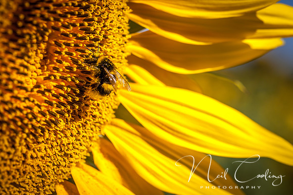 Sunflowers-1