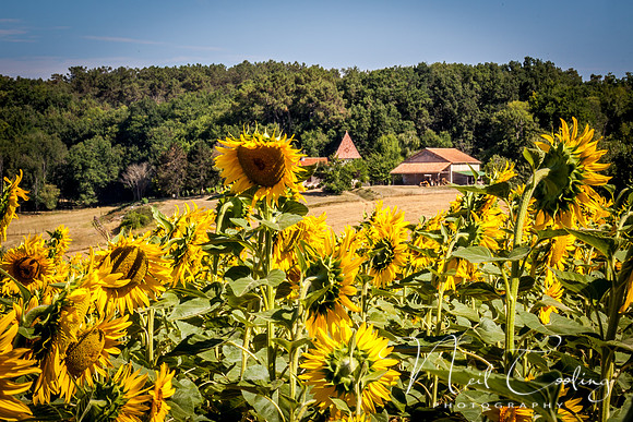 Sunflowers-2