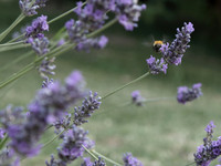 NCP_2013_07_18_2481a