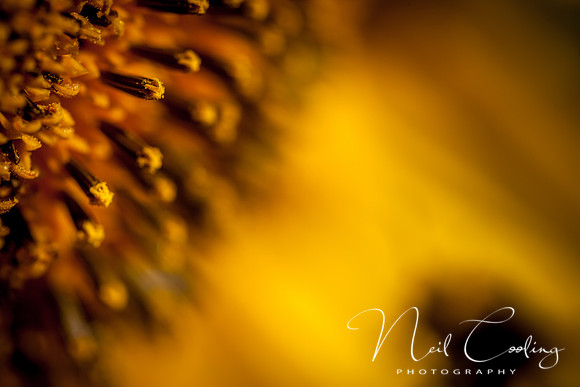 Sunflowers-9