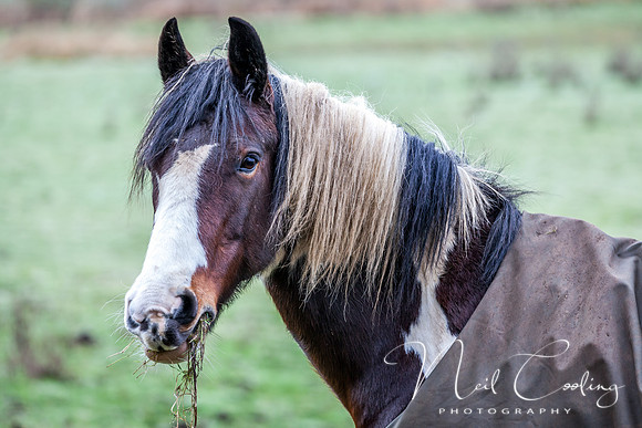 Marris Horses-0079