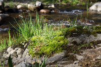 NCP_2013_04_25_1826