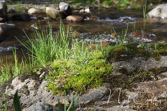 NCP_2013_04_25_1826