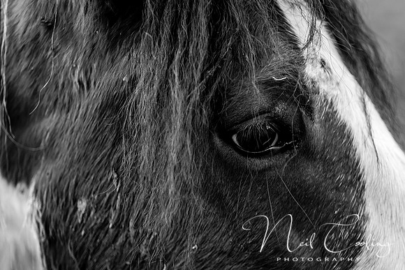Marris Horses Mono-0067
