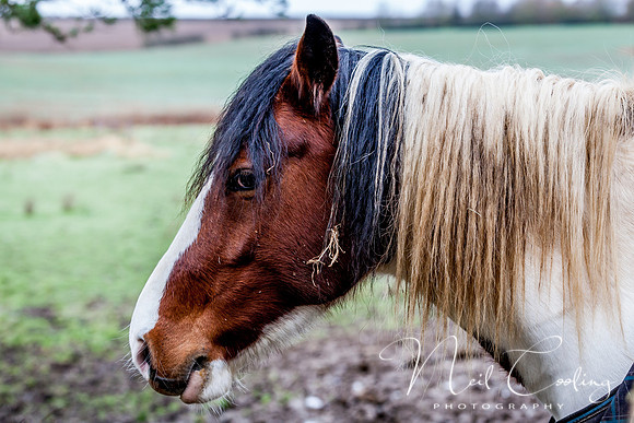 Marris Horses-0053