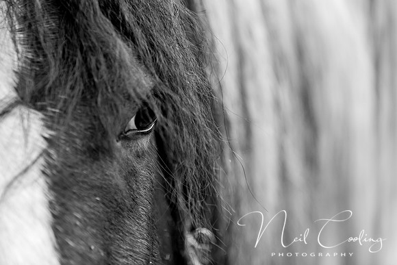 Marris Horses Mono-0065