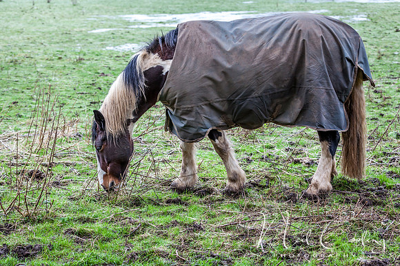 Marris Horses-0076