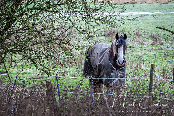 Marris Horses-0046