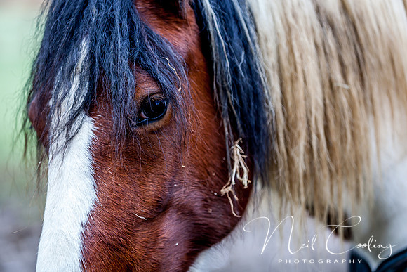 Marris Horses-0048