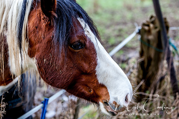 Marris Horses-0068
