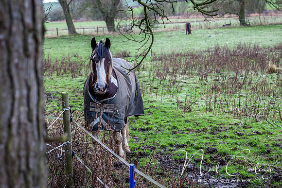 Marris Horses-0061