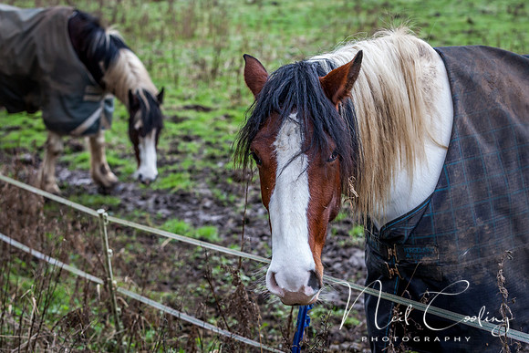 Marris Horses-0071