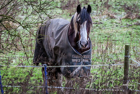 Marris Horses-0044