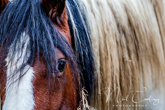 Marris Horses-0049