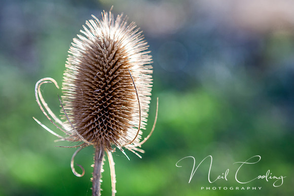 IMG_9960-6