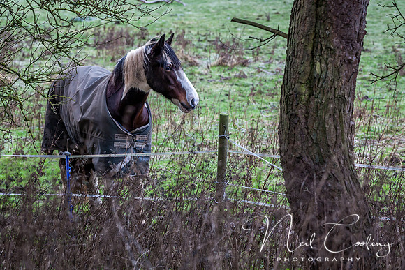 Marris Horses-0047