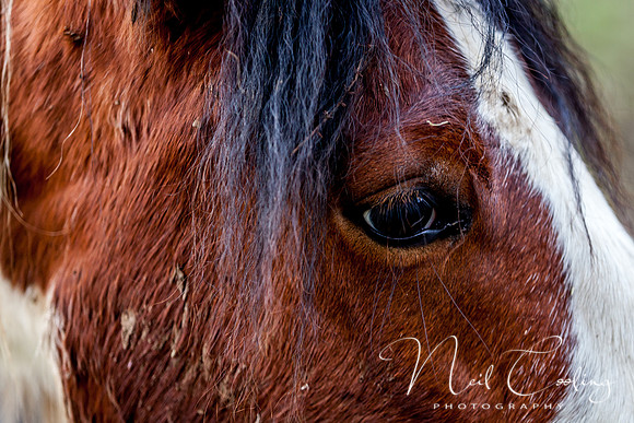Marris Horses-0067