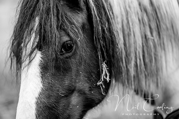 Marris Horses Mono-0048