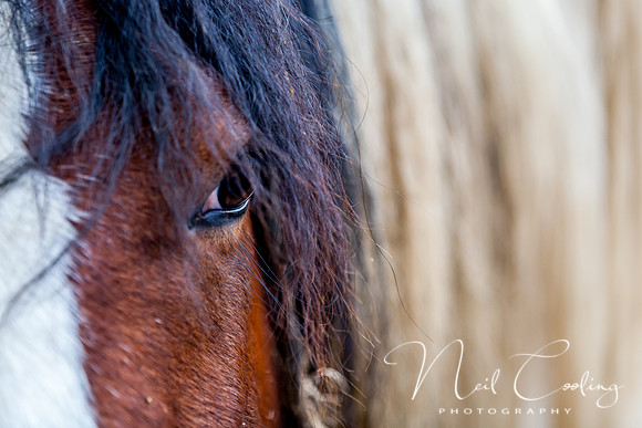 Marris Horses-0065