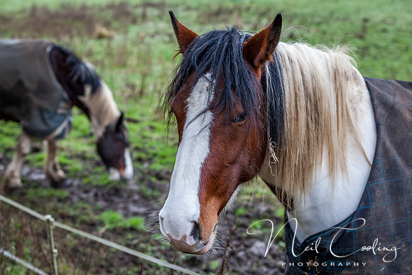 Marris Horses-0070