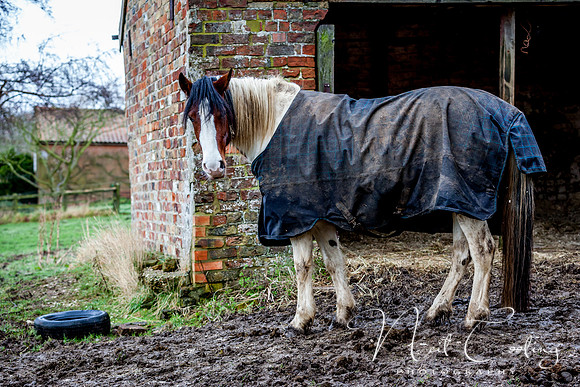 Marris Horses-0058
