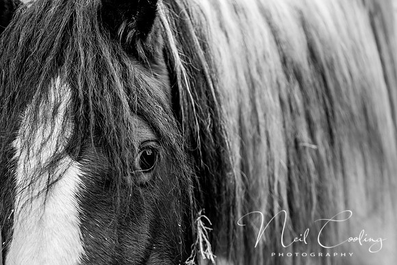 Marris Horses Mono-0049
