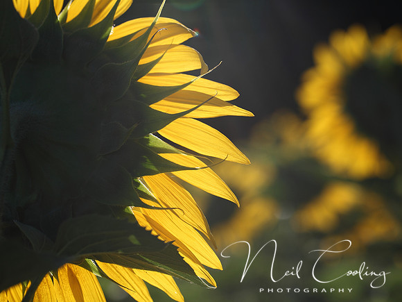 NCP_2013_08_15_3173a
