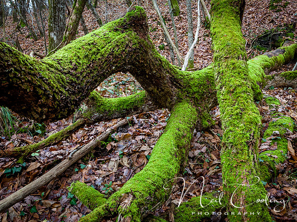 NCP_2014_01_11_3871-3