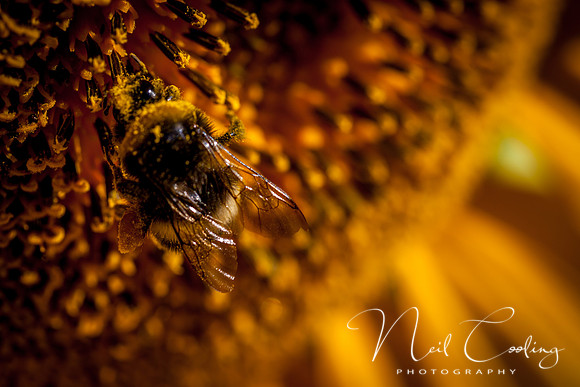 Sunflowers-8