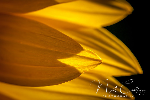 Sunflowers-13