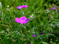 NCP_2013_06_09_2219a