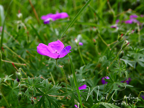 NCP_2013_06_09_2219a