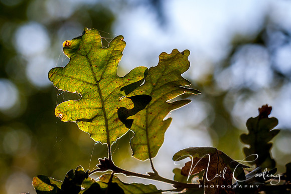 IMG_0053-11