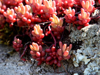 NCP_2013_04_23_1807