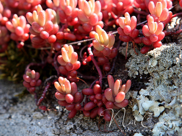 NCP_2013_04_23_1807