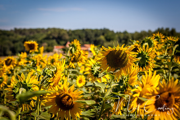 Sunflowers-3