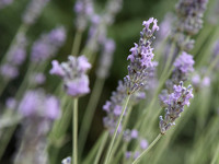 NCP_2013_07_18_2476a