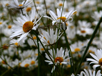 NCP_2013_06_09_2209a