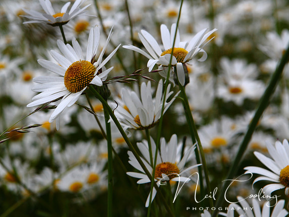 NCP_2013_06_09_2209a
