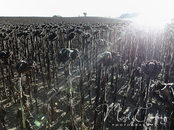 NCP_2013_09_29_3370a