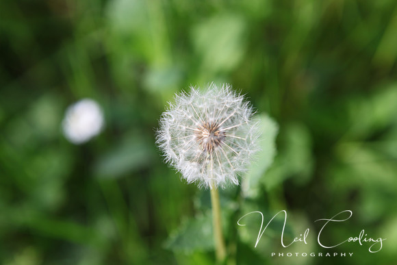 NC 5d_2012_05_03_0236