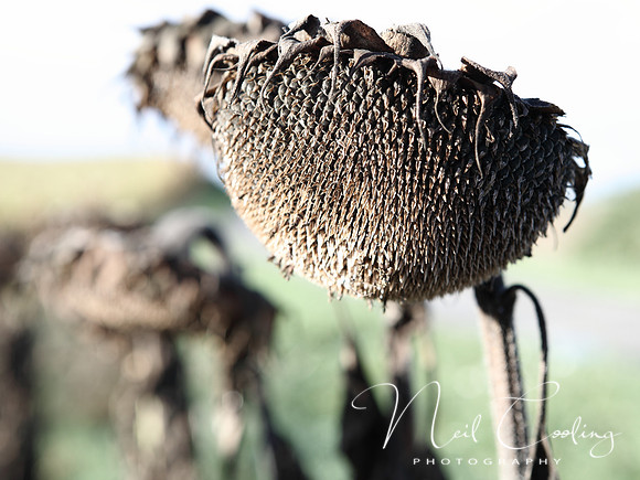 NCP_2013_09_29_3374a
