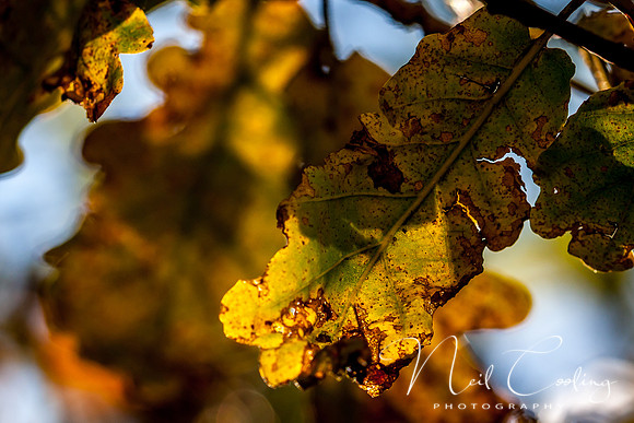 IMG_0048-7