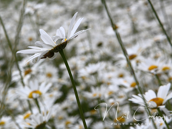 NCP_2013_06_09_2214a